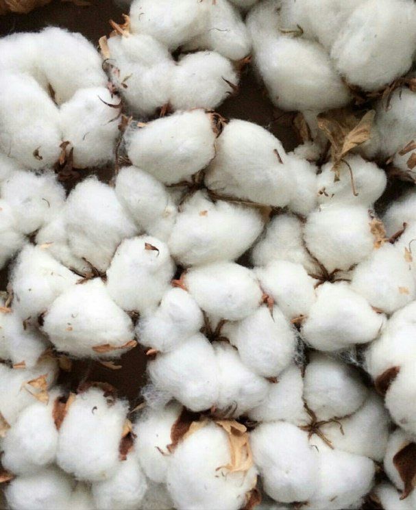 Cotton