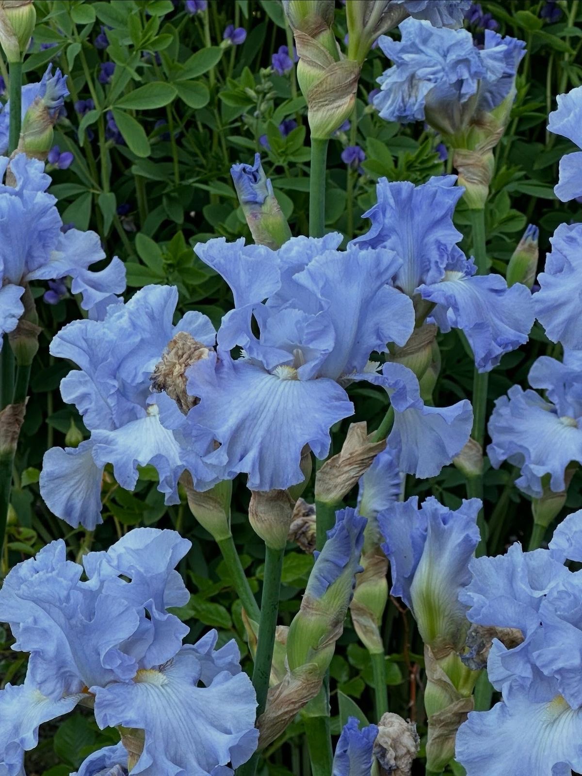 Iris