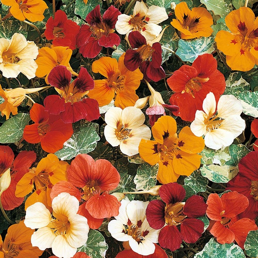 Nasturtium