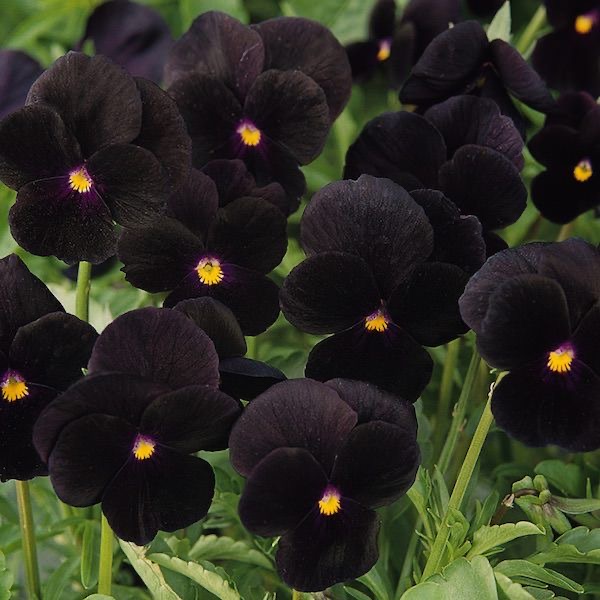 Pansy